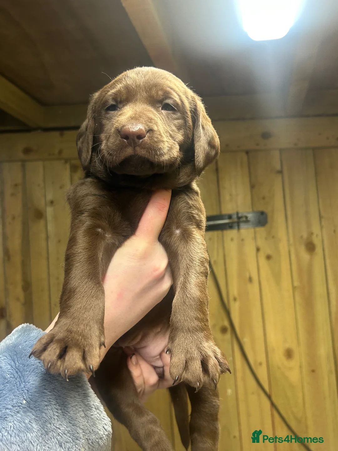 Labrador Retriever dogs for sale: Beautiful Labrador Puppies KC Registered 3 Left - Advert 1