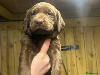 Labrador Retriever dogs Beautiful Labrador Puppies KC Registered 4 Left - Advert 3