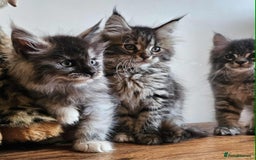 Maine Coon cats for sale: XXL Champion Line Maine Coons – Rare, Very Fluffy! - Advert 19