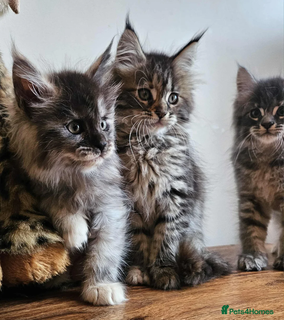 Maine Coon cats for sale: XXL Champion Line Maine Coons – Rare, Very Fluffy! - Advert 25