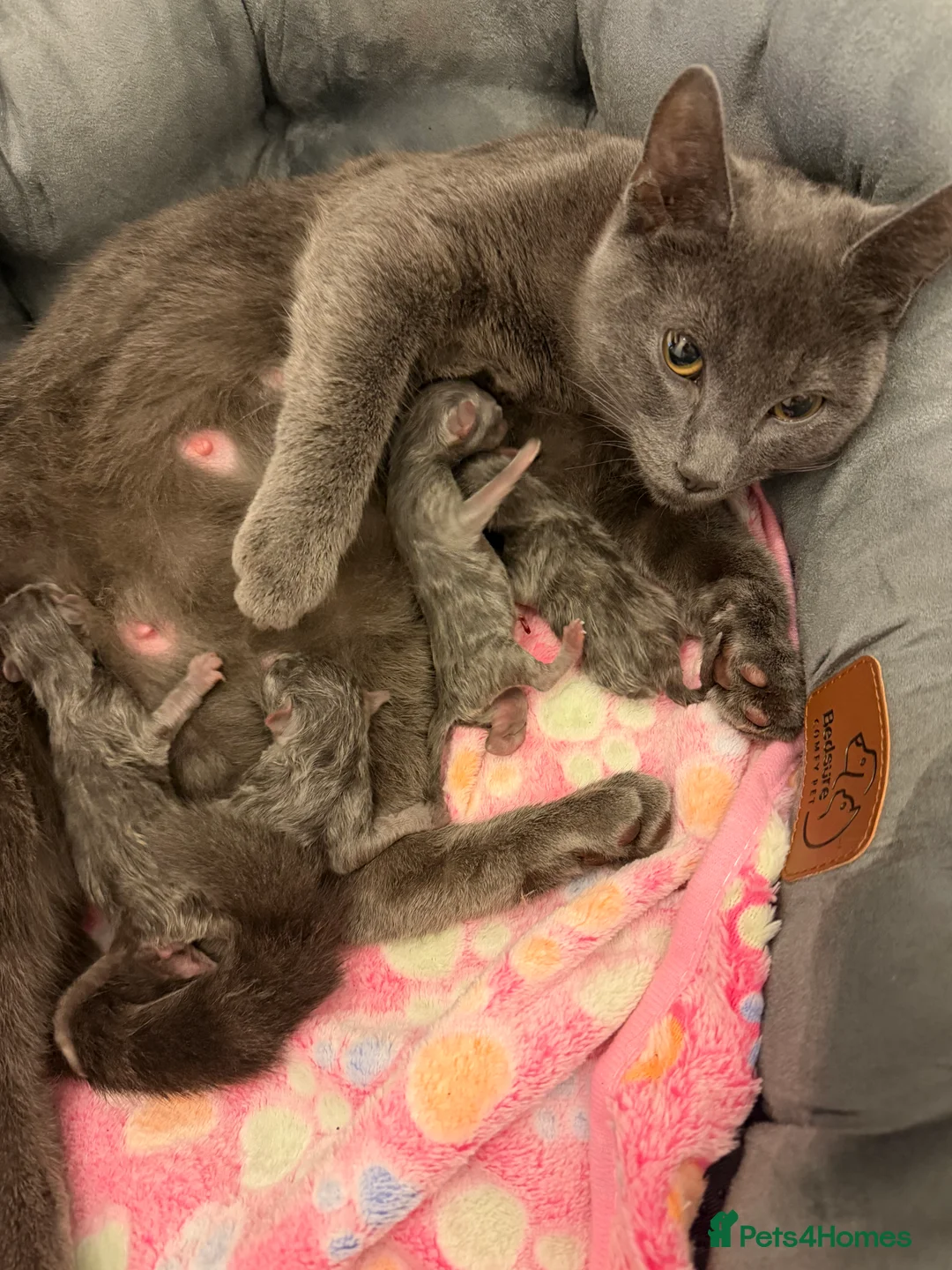 Russian Blue cats for sale:  Bluey and Bingo make beautiful baby cat Russian  - Advert 1