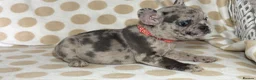 French Bulldog dogs for sale: Reduced to £1250. 1 boy 2 girls left - Advert 12