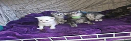 Mixed Breed cats for sale: Persian cross maincoon fluffy kittens  - Advert 7