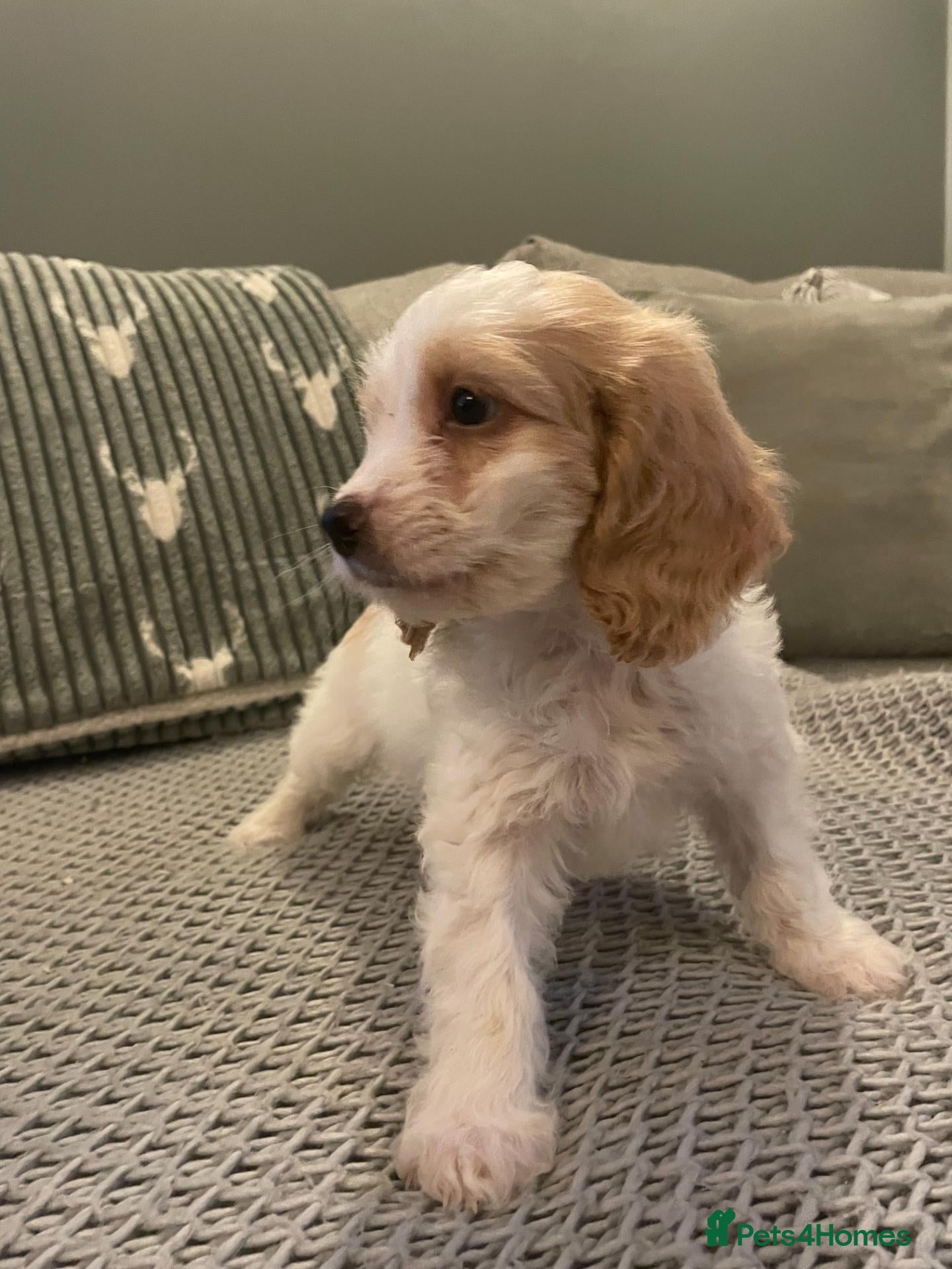 Cockapoo dogs for sale: cockapoo f1 girl puppy - Advert 2