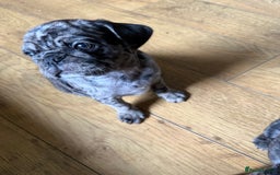 Pug dogs for sale: Merle pug puppies  - Image 3