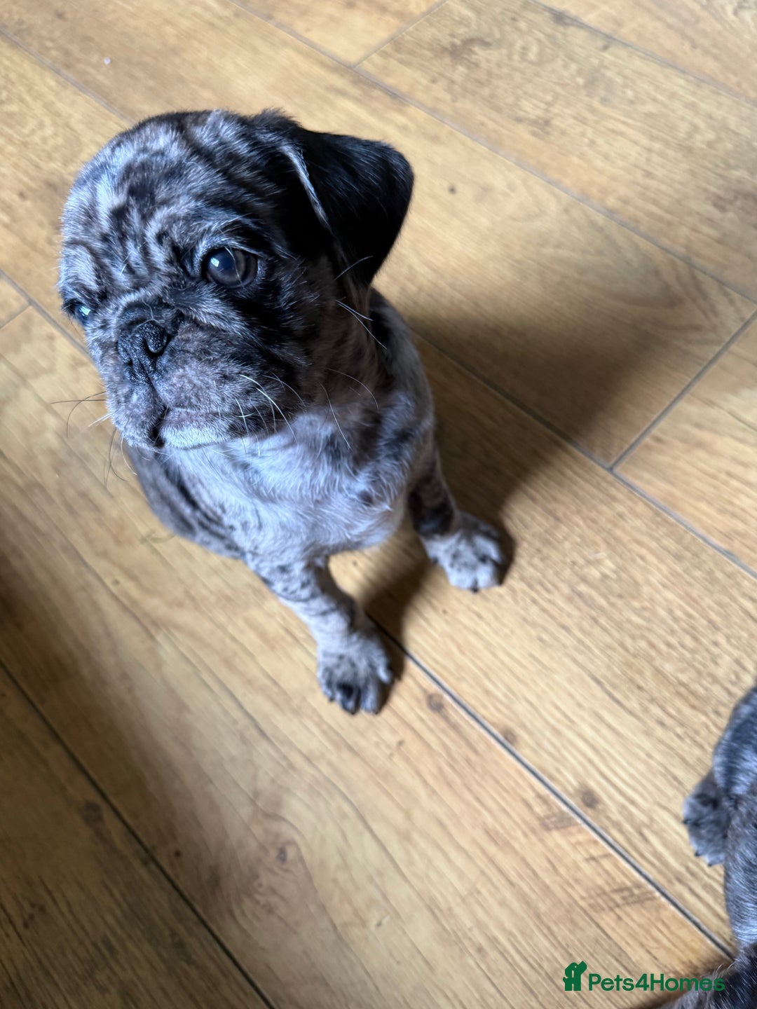 Pug dogs for sale: Merle pug puppies  - Image 3