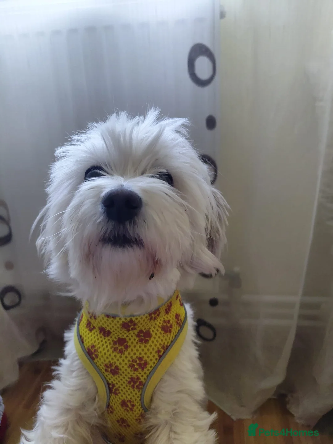 Bichon Frise dogs for adoption: 🐾NINA - a Tiny Survivor Who Wants to Be Loved🤍🐾 in Nottingham - Advert 1