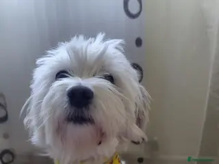 Bichon Frise dogs 🐾NINA - a Tiny Survivor Who Wants to Be Loved🤍🐾 - Advert 1