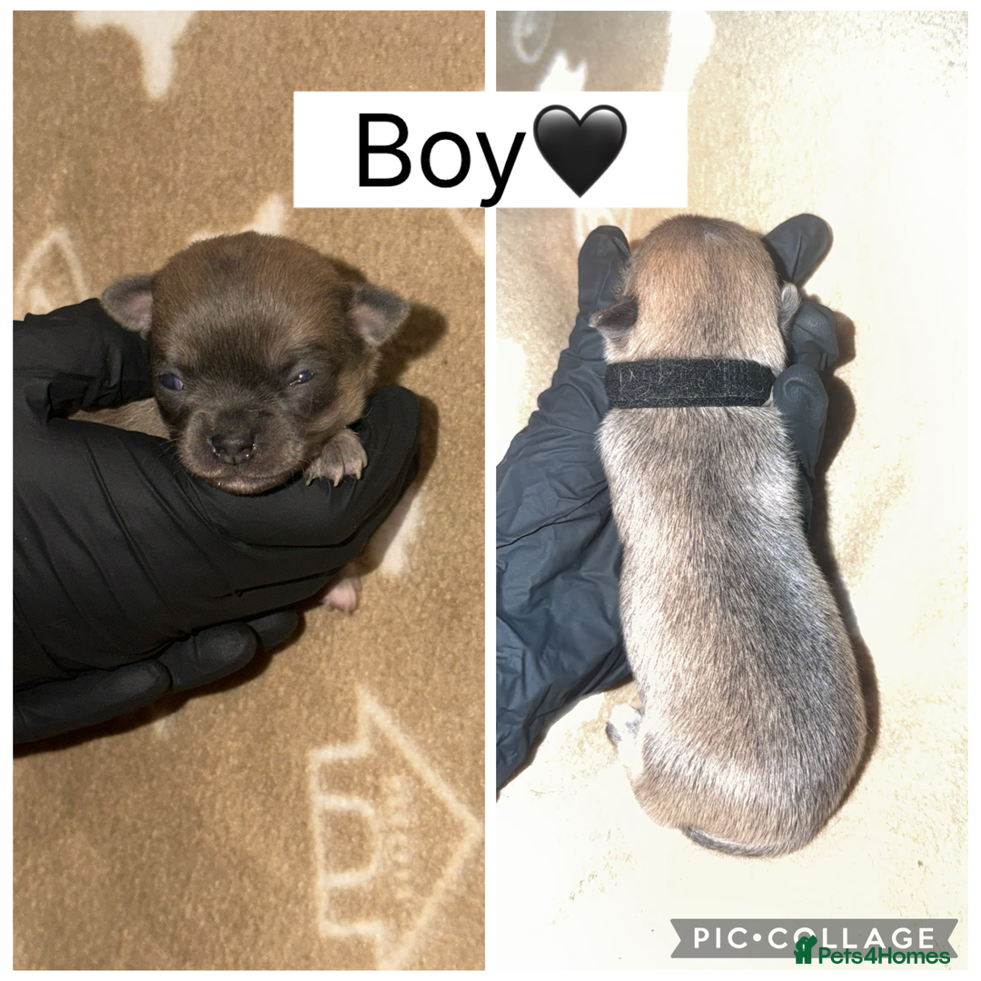 Chihuahua dogs for sale: Fluffy chihuahuas - Advert 3