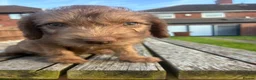 Bedlington Terrier dogs for sale: Bedlington terriers - Advert 5