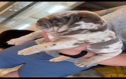 English Bulldog dogs for sale: 10 Top quality English bulldog puppies for sale  - Image 21
