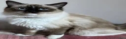 Ragdoll cats for sale: GCCF. Perfect Ragdolls ready to go. - Advert 9