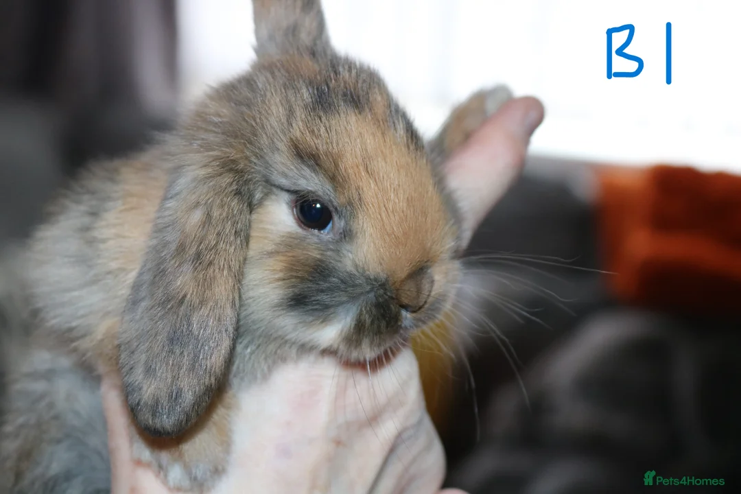 Mini Lop rabbits for sale: 5 Mini Lop x Mini Plush babies  - Advert 2