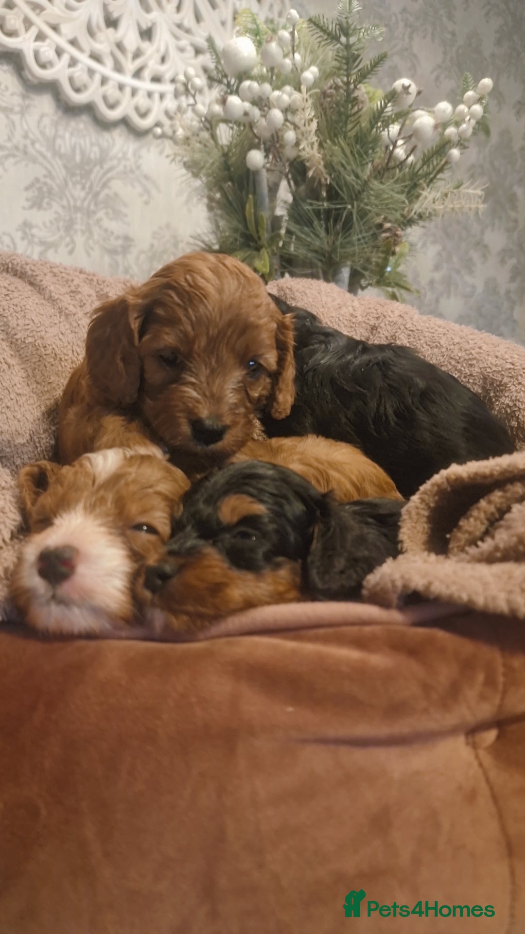 Cavapoo dogs for sale: Beautiful cavapoo puppies  - Advert 2