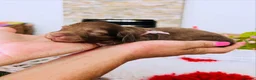 Miniature Dachshund dogs for sale: Chocolate, Cream &  Brindle - 5 star Breeder  - Advert 14