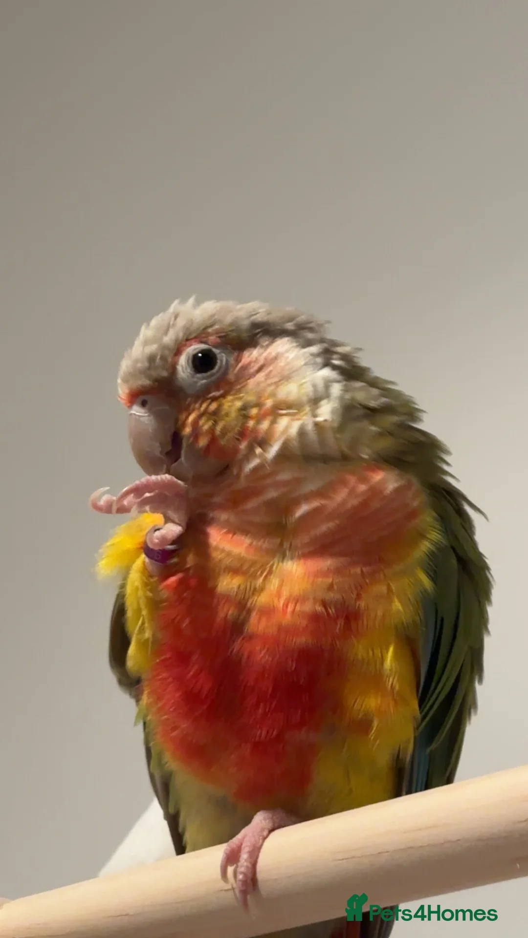 Conures birds for sale: Semi-Tame Conure - Advert 2