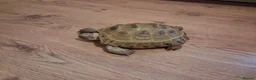 Tortoise reptiles for sale: Tortoise for sale  in Leicester - Advert 3