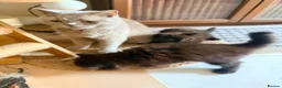 British Shorthair cats for sale: BRITISH SHORTHAIR DOLLS READY NOW! in Uxbridge - Advert 35