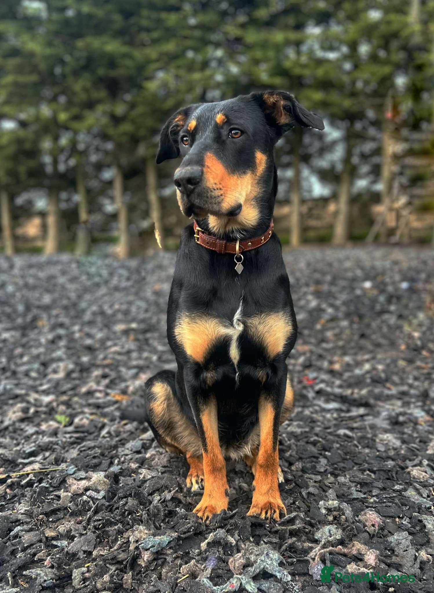 Mixed Breed dogs Stunning Dobermann X Huntaway Puppies ✨ - Advert 1