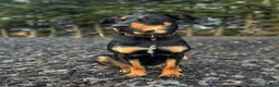 Mixed Breed dogs for sale: Stunning Dobermann X Huntaway Puppies ✨ in Coalville - Advert 1