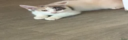 British Shorthair cats for sale: Two kittens for sale  - Advert 13