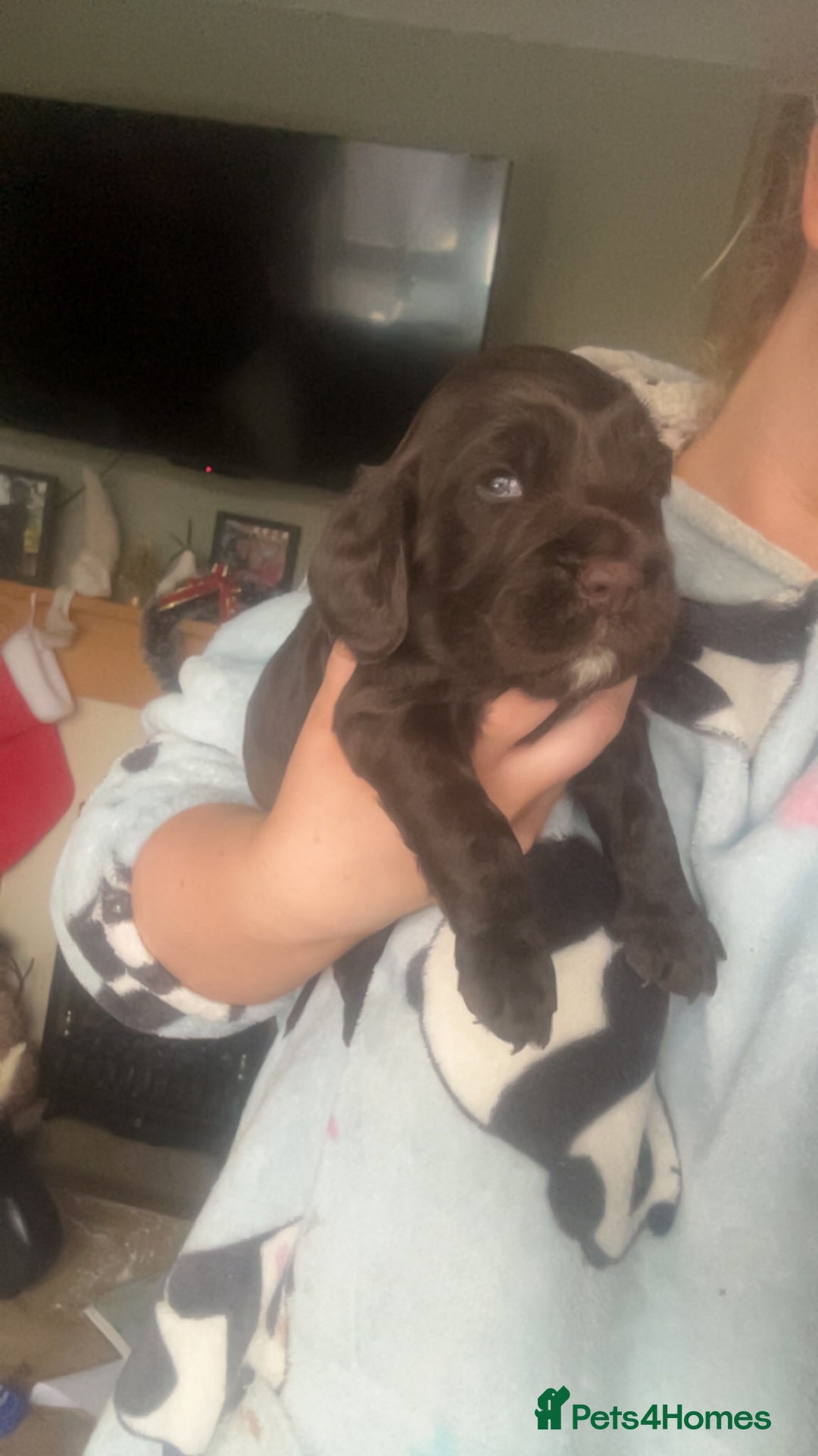 Sprocker dogs for sale: Beautiful litter of 4🫶 - Advert 2