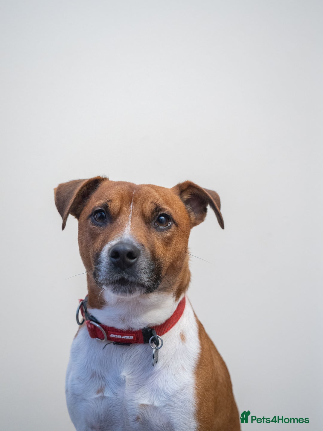 Plummer Terrier dogs for sale: Lovely Plummer Pupps - Advert 9