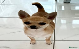 Chihuahua dogs for sale: KC Reg Crufts Qualified Smoothcoat little Boy  - Image 12