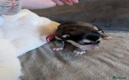 Alaskan Malamute dogs for sale: KC Alaskan malamute puppies champion lines - Image 37