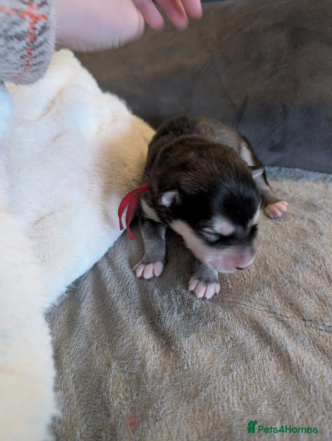 Alaskan Malamute dogs for sale: KC Alaskan malamute puppies champion lines - Image 37