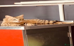 Savannah cats for sale: Savannah male for rehoming  - Image 1