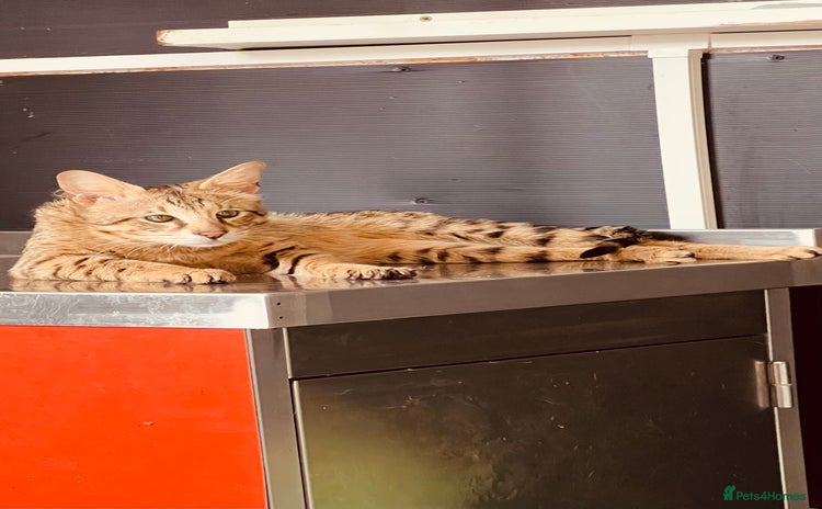 Savannah cats - Advert 1