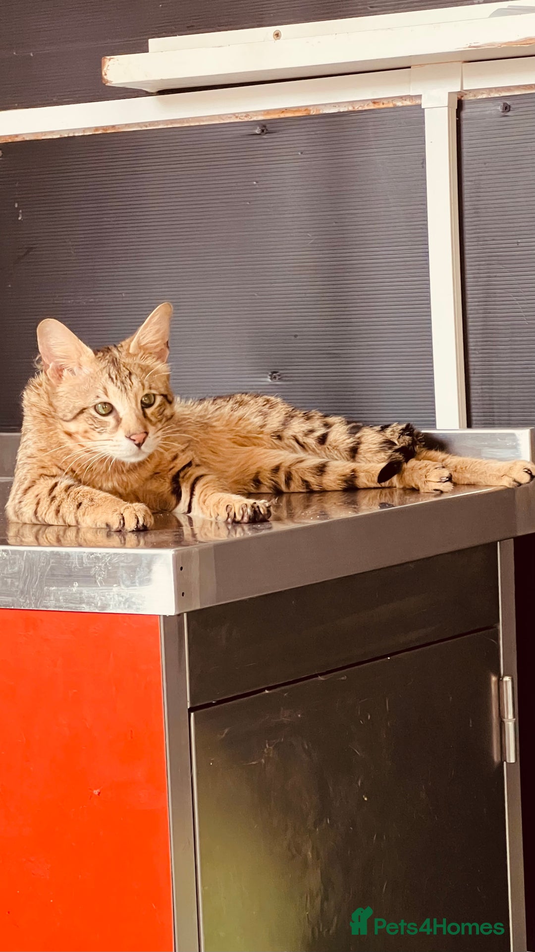 Savannah cats for sale: Savannah male for rehoming  - Image 1