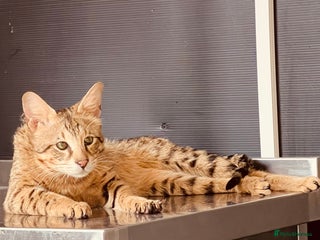 Savannah cats - Advert 12