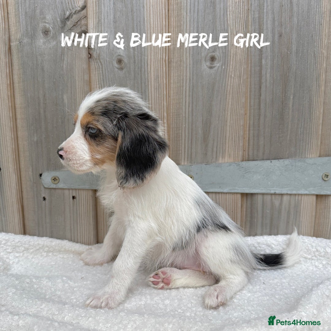 Mixed Breed dogs for sale: 🤎 BABY POOGLES (beagleXminiature poodle)🤎 in Rhayader - Image 11