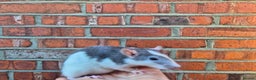 Rat rodents for sale: Male and female rats  - Advert 6