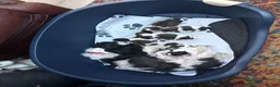 Shih Tzu dogs for sale: Wonderful Home - raised Shih Tzu Puppies for sale in Nottingham - Advert 5