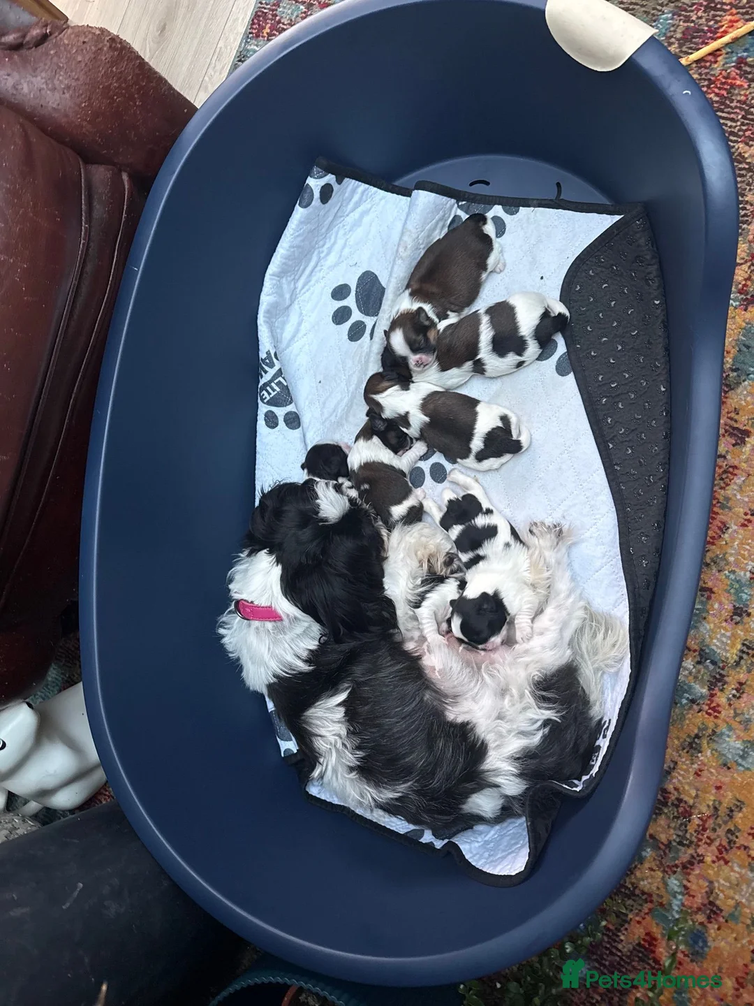 Shih Tzu dogs for sale: Wonderful Home - raised Shih Tzu Puppies for sale in Nottingham - Advert 5