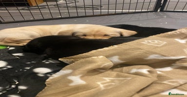 Labrador Retriever dogs - Advert 13