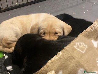 Labrador Retriever dogs - Advert 2