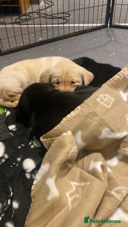 Labrador Retriever dogs - Advert 3