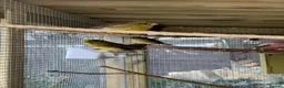 Canaries birds for sale: Gloster Canaries  in Daventry - Advert 8