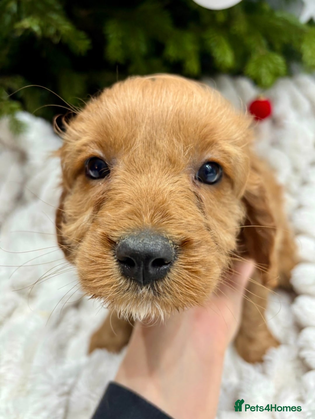 Cavapoo dogs for sale: Gorgeous F1 Cavapoo pups, health tested 🐾 - Advert 8