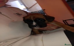 Boxer dogs for sale: Boxer litter of 6 - Image 3