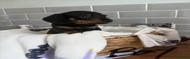 Miniature Dachshund 1