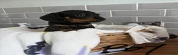 Miniature Dachshund dogs for sale: Kc miniature dachshund  - Advert 7