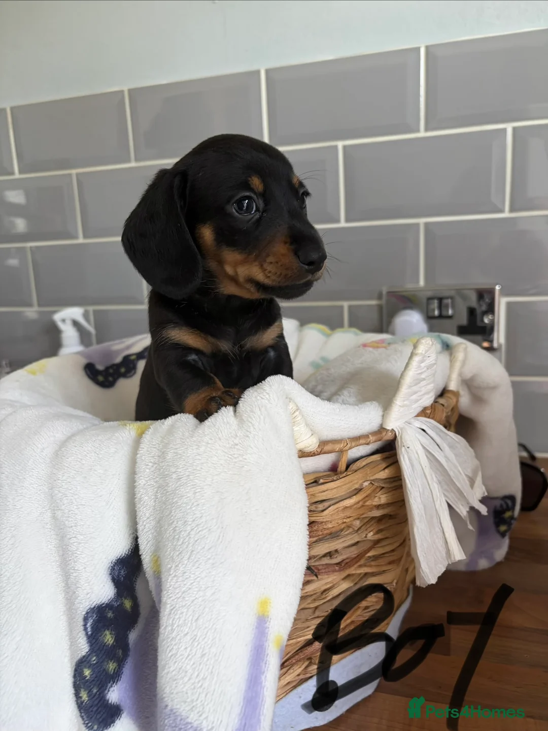 Miniature Dachshund dogs for sale: Kc miniature dachshund  - Advert 7