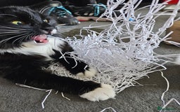 Mixed Breed cats for sale: Young Fluffy Tuxedo Cat - Image 5