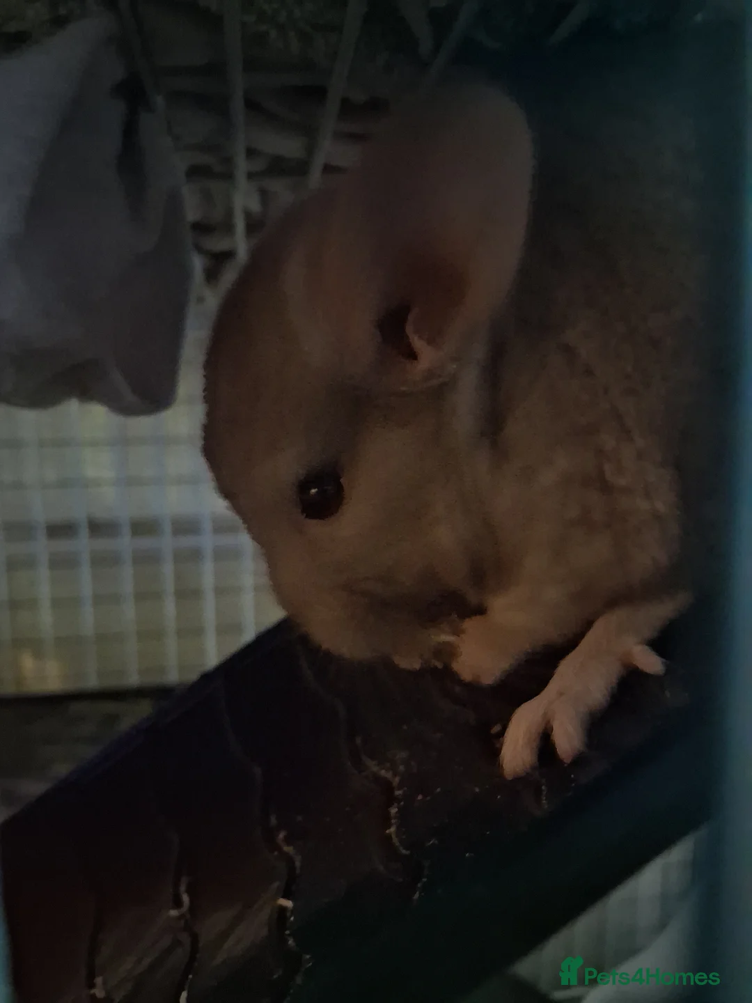 Chinchilla rodents for sale: Reserved 2 Lovely Kits available January 2026 - Advert 5