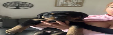 Rottweiler Puppy 6